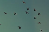 Kako golubovi izbegavaju “prepreke” dok lete?