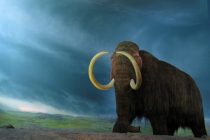 Da li će mamuti opet šetati planetom?