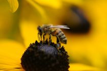 Pčele – inteligentni insekti