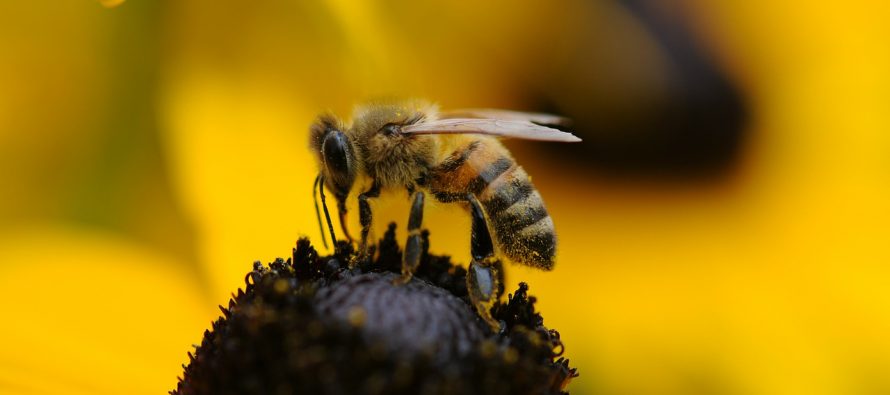 Pčele – inteligentni insekti