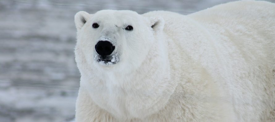 Sve manji broj polarnih medveda!