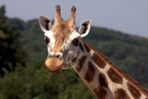 Kako je izgledao predak žirafe?