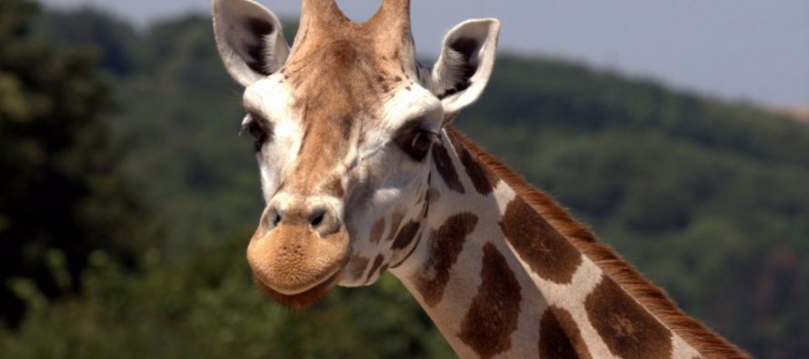 Kako je izgledao predak žirafe?