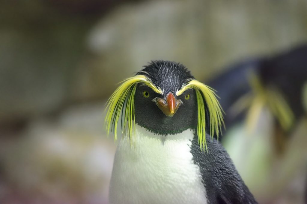 pingvin kosa