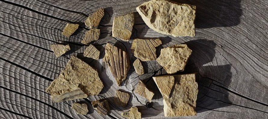 Otkriven fosil najstarijeg sisara na planeti?