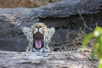 Rođena dva mladunčeta ugrožene vrste leoparda!