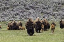 Koja je razlika između bizona i bivola?