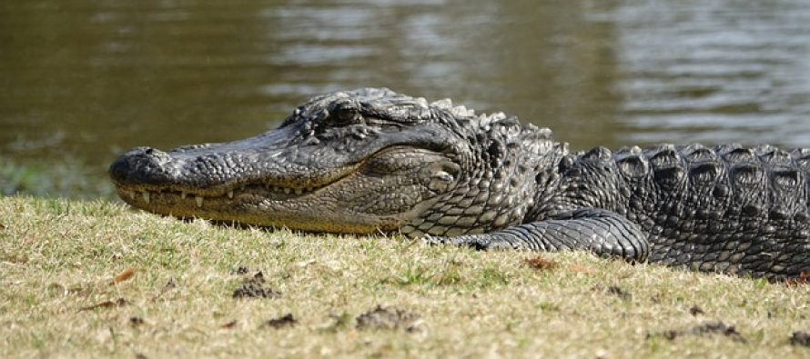 Krokodil živi već godinu dana sa automobilskom gumom oko vrata