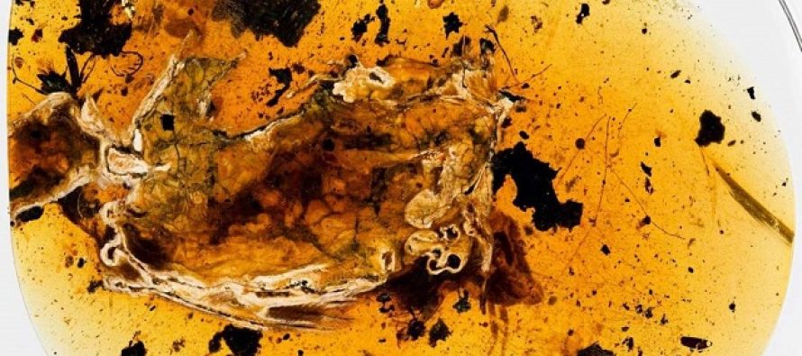 Otkriven potpuni fosil ptice star 99 miliona godina!