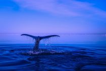 Zavirite u podvodni svet kitova