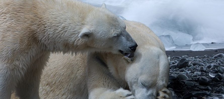 Zašto se polarni medvedi sele