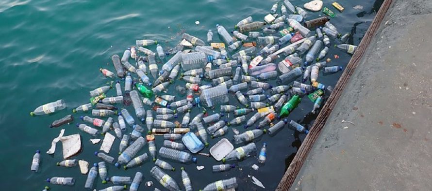 Mikroplastika u vodama menja lanac ishrane kod morskih životinja