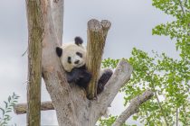 Kina pravi džnovski prirodnjački park za pande