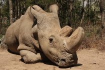 Poslednji severni beli nosorog na svetu umire