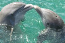 Zanimljive činjenice o delfinima
