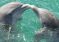 Raspoznaju li delfini jedni druge?