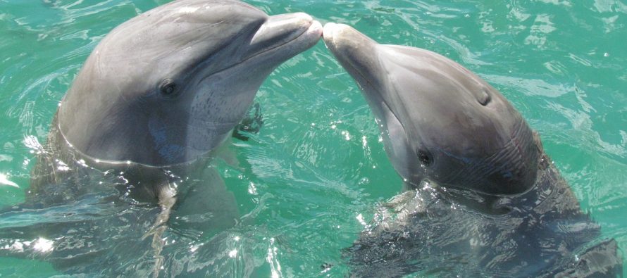 Raspoznaju li delfini jedni druge?