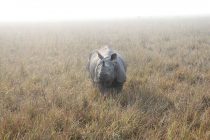 Zašto je javanski nosorog ugrožena vrsta?