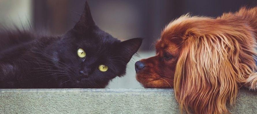 Da li su pametniji ljubitelji mačaka ili ljubitelji pasa?