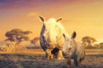 Srceparajući animirani film o opstanku životinja na planeti