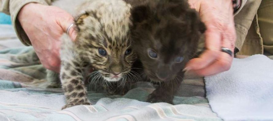 Rođena dva mladunčeta ugrožene vrste leoparda!