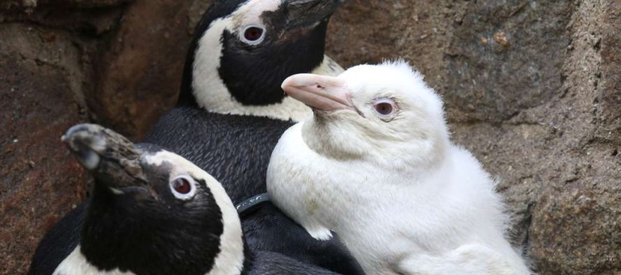 Jedini poznati albino pingvin na svetu dobio novi dom