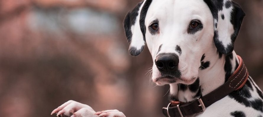 Zašto su vatrogasni psi uglavnom dalmatinci?