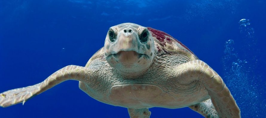 Džinovske kornjače se mogu istrenirati?