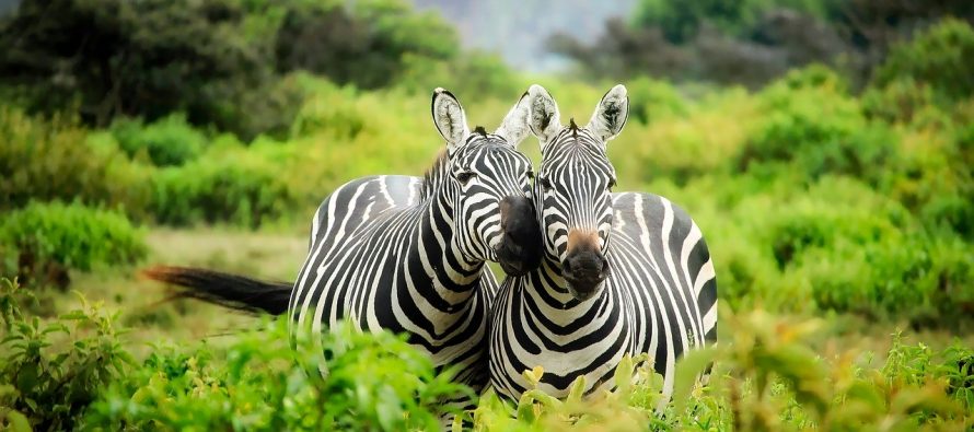 Zašto je priroda dala zebrama pruge?