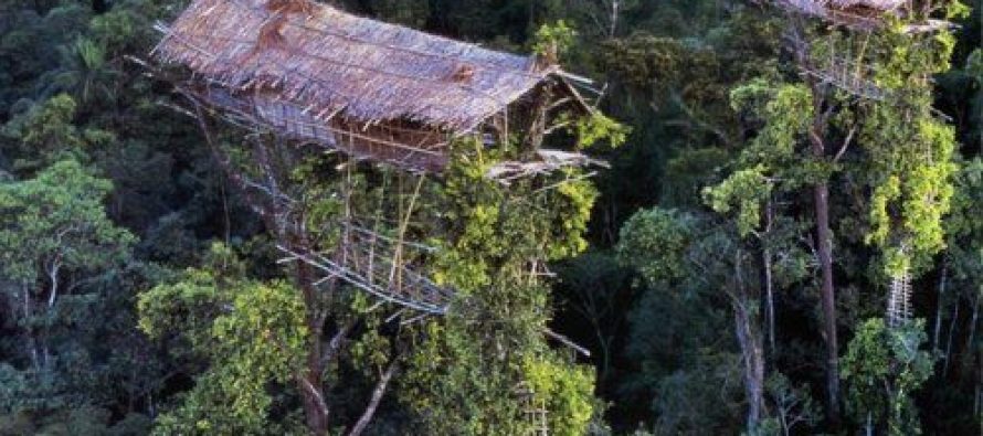 Ljudi koji žive u kućicama na drveću – Korovai pleme