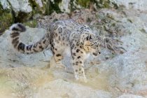 Planinski lovci – Snežni leopard