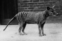 Dekodiranje DNK numbata moglo bi u život da vrati izumrlog tasmanijskog tigra