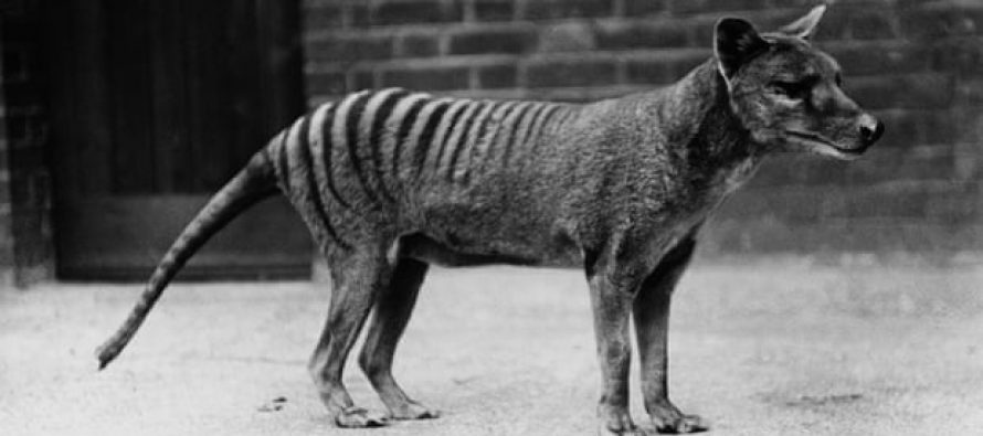 Dekodiranje DNK numbata moglo bi u život da vrati izumrlog tasmanijskog tigra